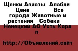 Щенки Азиаты (Алабаи) › Цена ­ 20 000 - Все города Животные и растения » Собаки   . Ненецкий АО,Усть-Кара п.